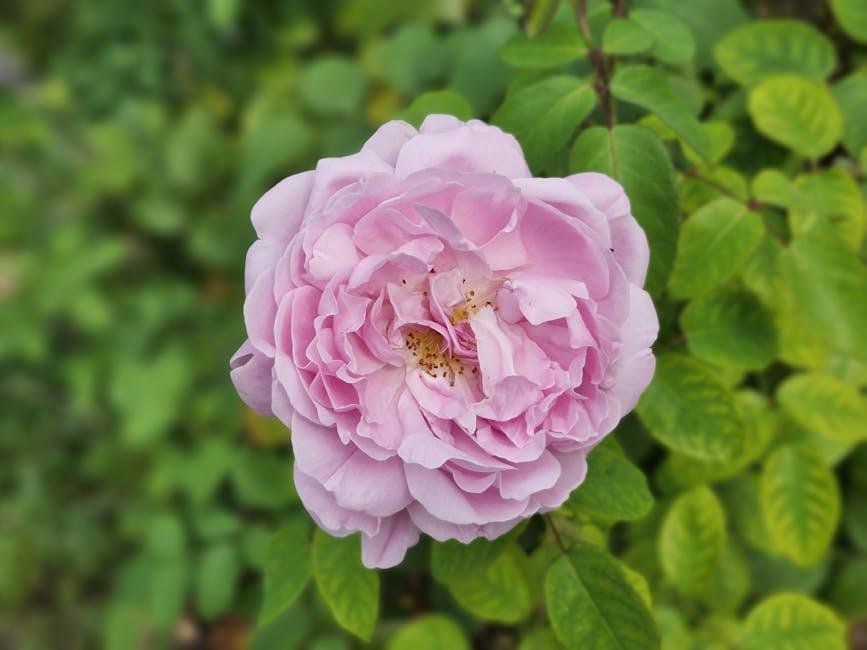 Fragrance Must-Haves for Captivating Aromas